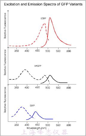 GFP變體的激發波長和發射波長數據