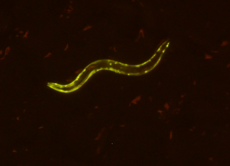 C_elegans_Northwestern_2012_007.jpg