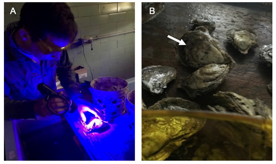 藍色熒光手電筒和黃色熒光觀察眼鏡檢查牡蠣上的熒光標記