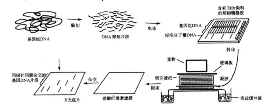 Southern印跡雜交技術(shù)