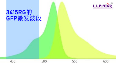 用GFP的激發光激發YFP是什么顏色？