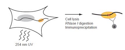 Crosslinking-and-Immunoprecipitation-(CLIP)-3.jpg